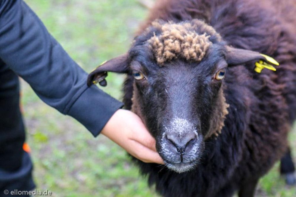 Ein Schaf