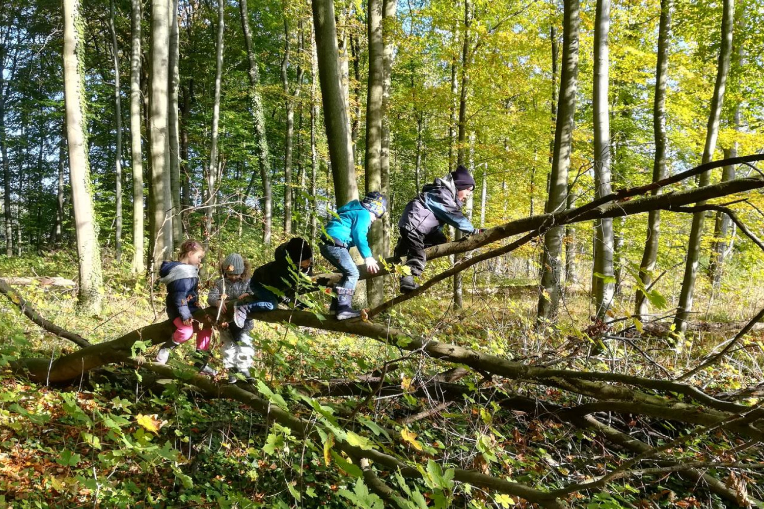 In einem Buchenwald mit vielen schlanken Baumstämmen liegt ein umgekippter Baum. Ein Ast des Baumes ragt in die Luft. Die Sonne scheint. Fünf Kinder klettern hintereinander auf den hochragenden Ast.