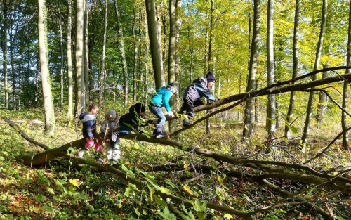 In einem Buchenwald mit vielen schlanken Baumstämmen liegt ein umgekippter Baum. Ein Ast des Baumes ragt in die Luft. Die Sonne scheint. Fünf Kinder klettern hintereinander auf den hochragenden Ast.