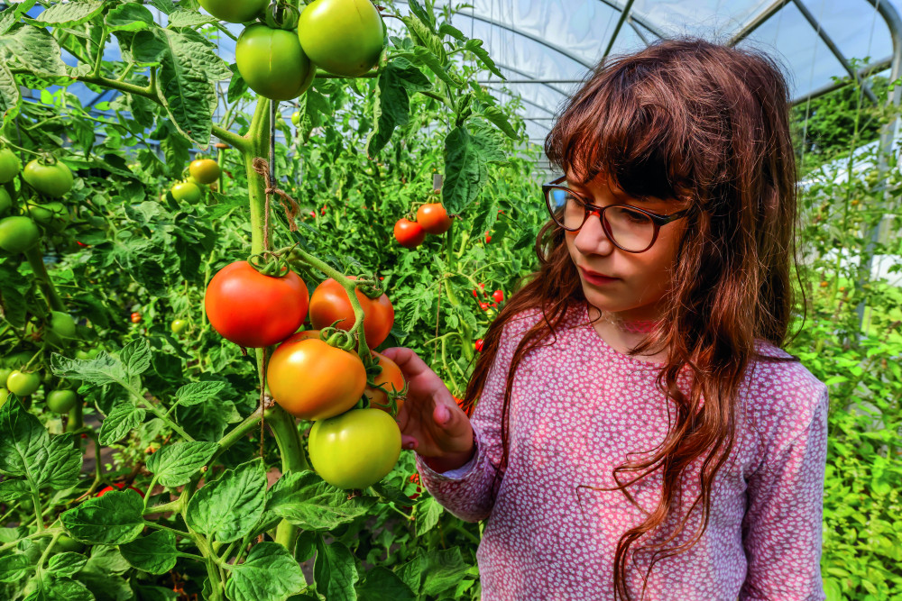 In einem Gewächshaus betrachtet ein Kind einen Strunk Tomaten.