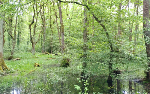 Ein Waldstück auf sumpfigem Boden. die Wasserflächen spiegeln die Pflanzen und Bäume. Die Bäume sind mit Moosen uns Flechten bedeckt.