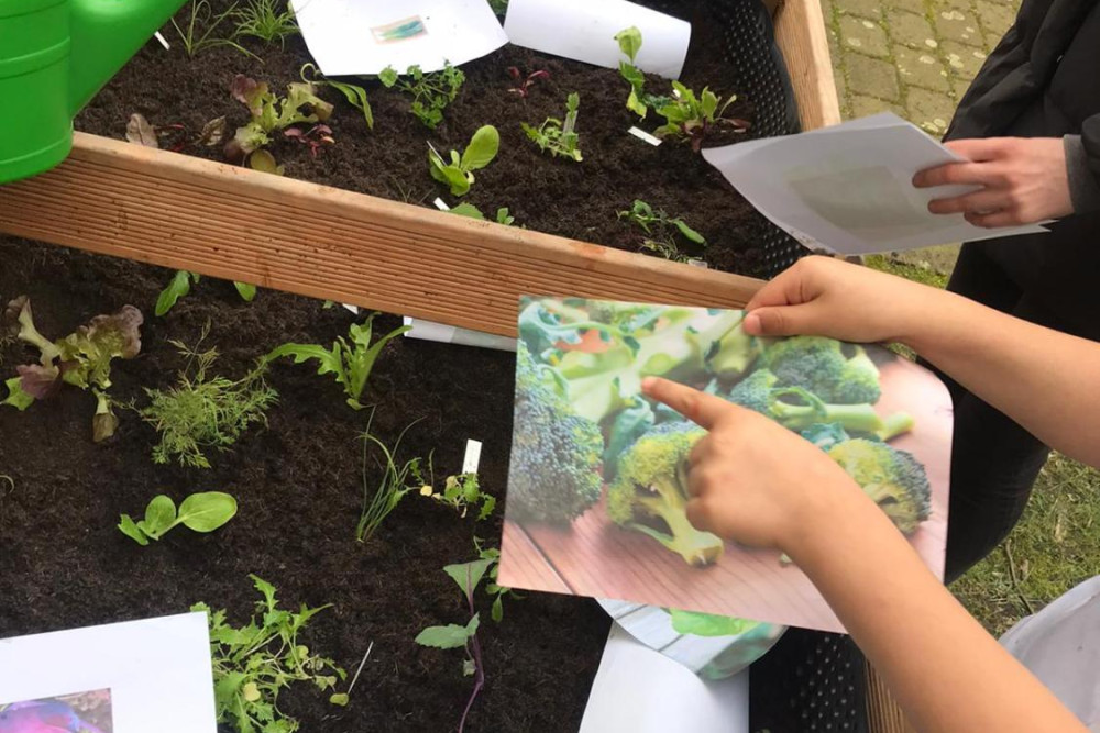 In einem Hochbeet sind verschieden junge Pflanzen gesetzt. Kinder stehen um das Hochbeet herum und halten Bilder mit Gemüse in der Hand. ein Kind deutet auf eine der Pflanzen.